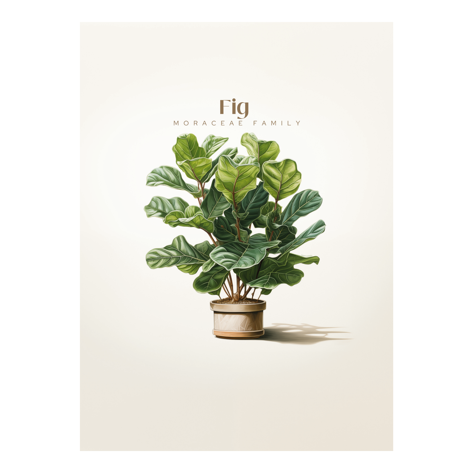 Fig Art Print