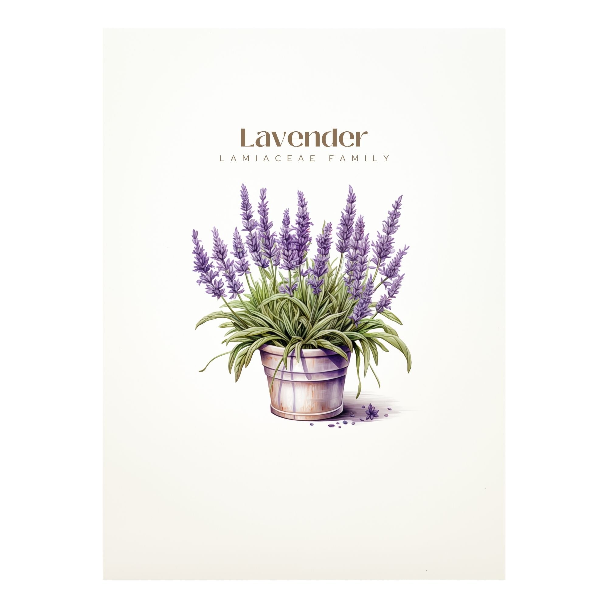 Lavender Art Print