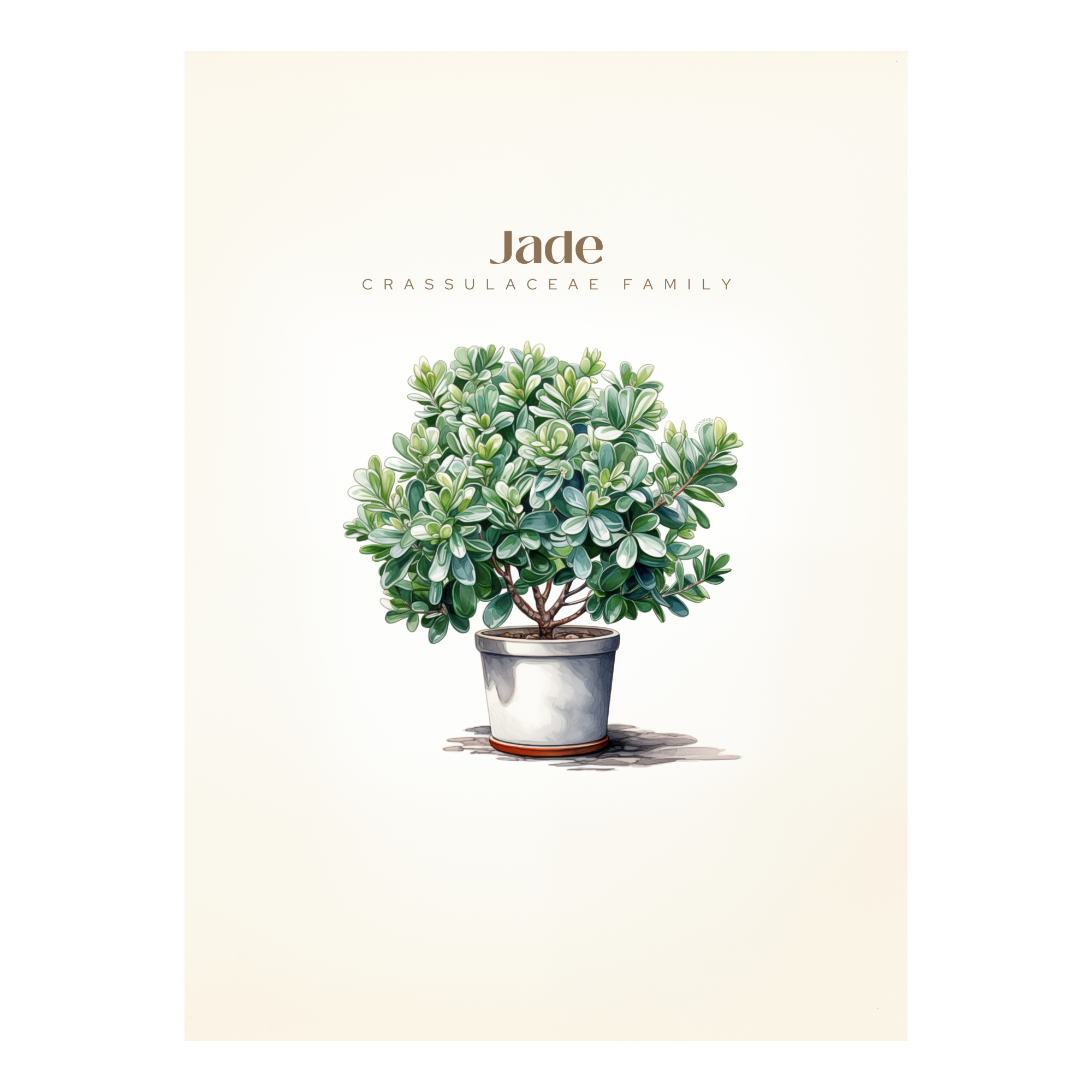 Jade Plant