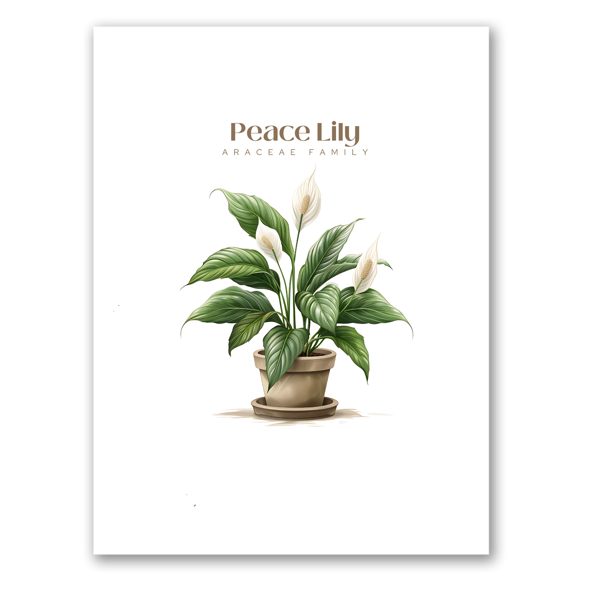 Peace Lily Plant