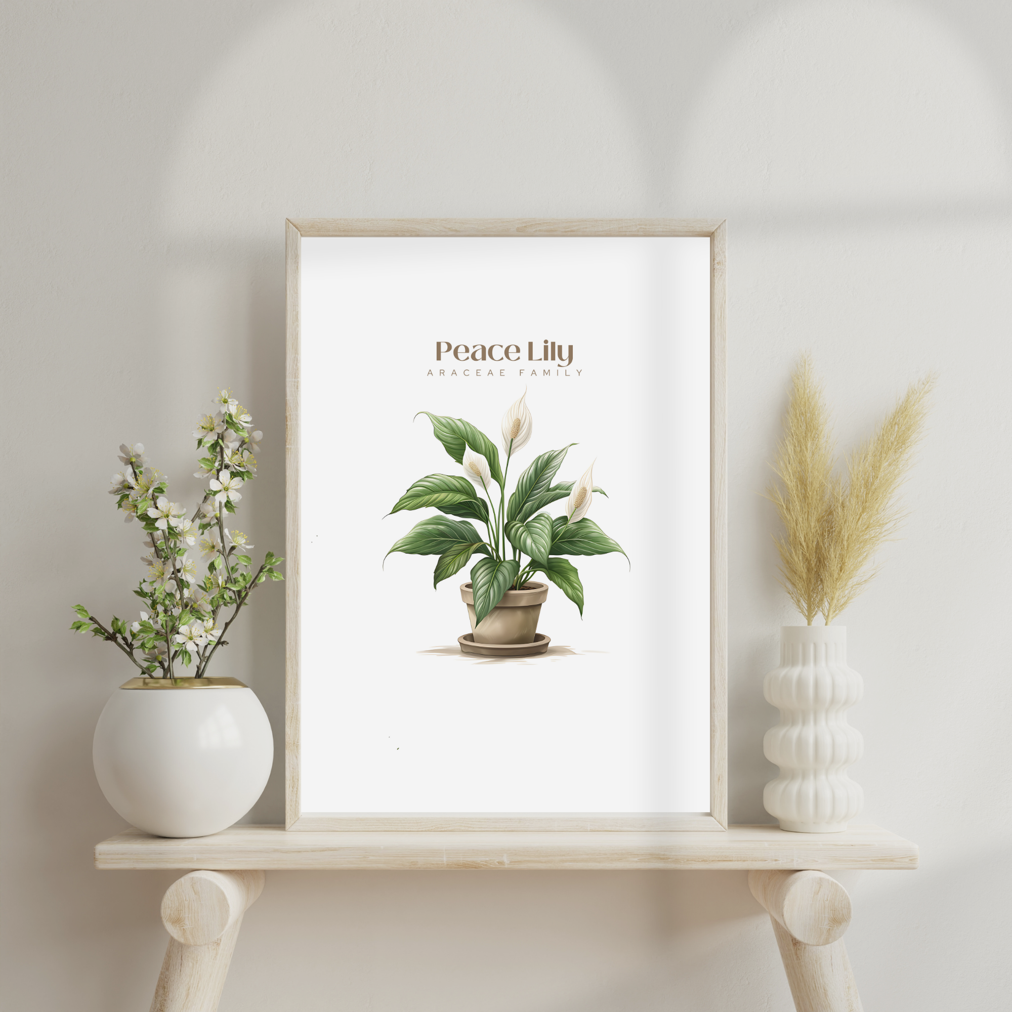 Peace Lily Plant