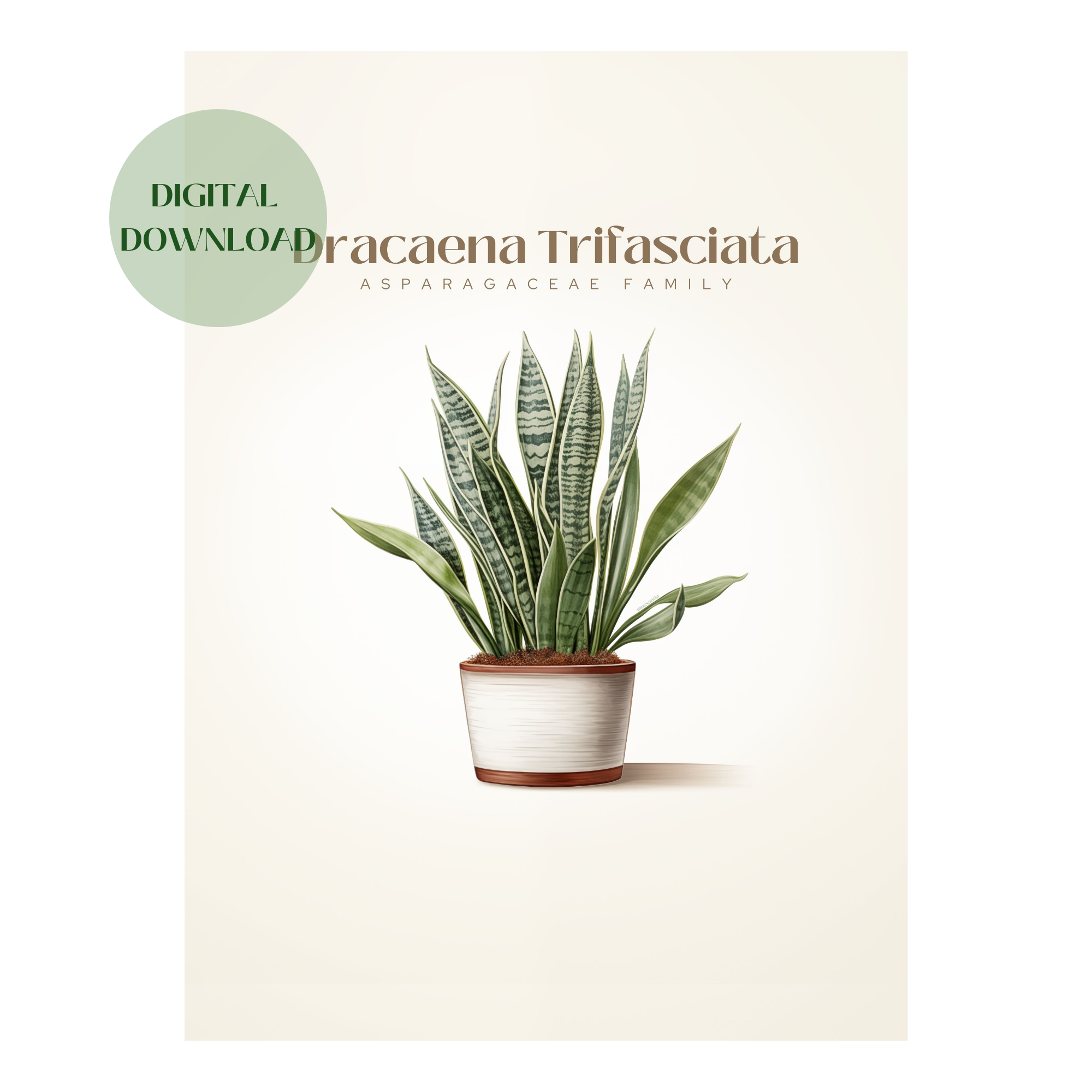 Dracaena Plant Digital Art Download