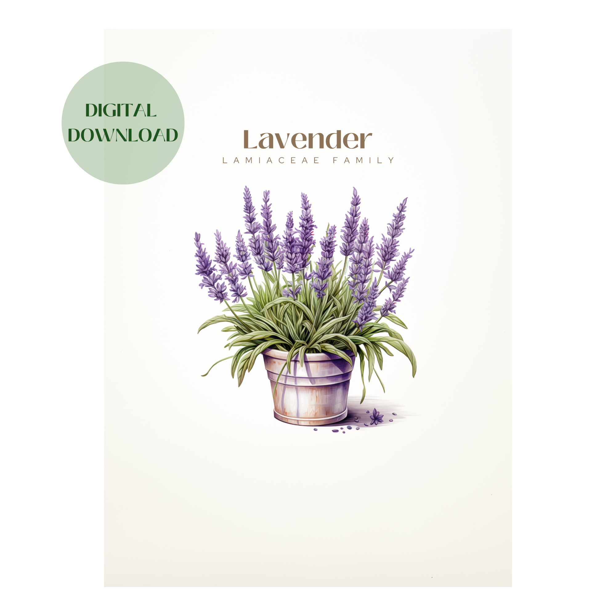 Lavender Plant Digital Art Download