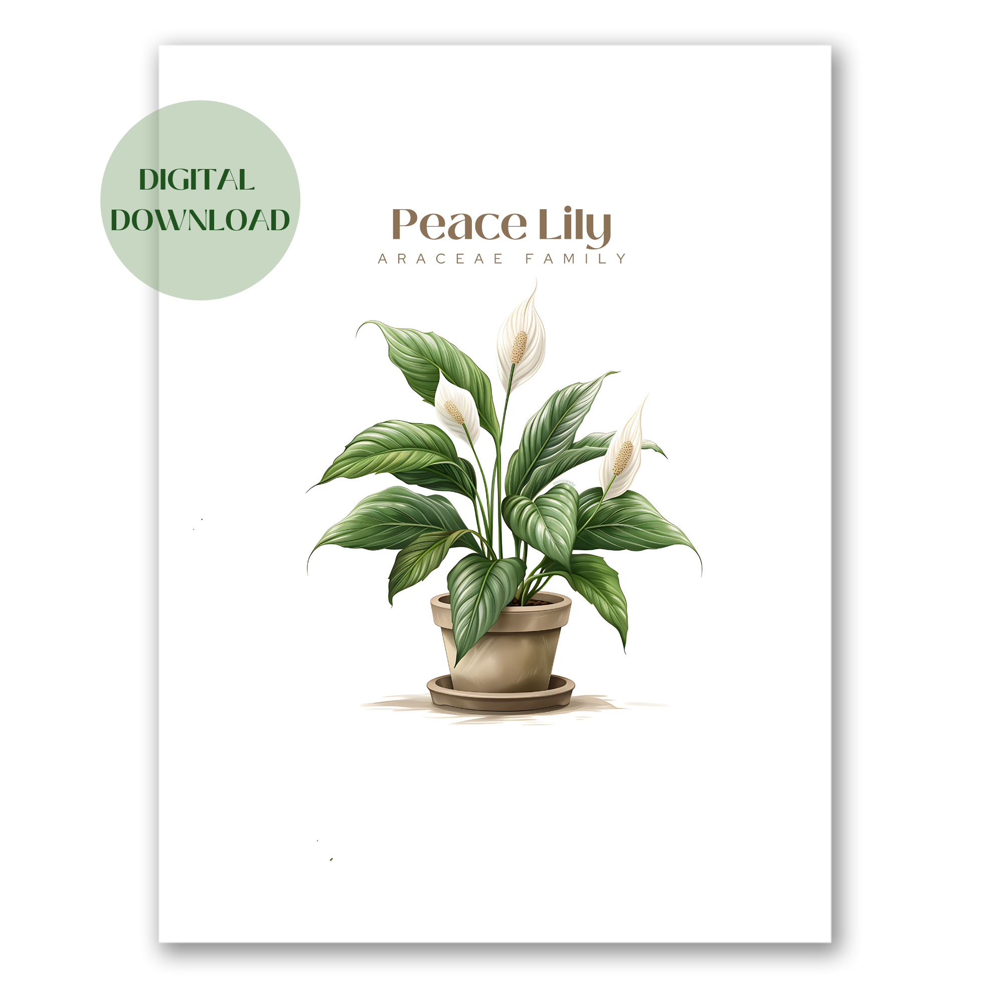 Peace Lily Digital Art Download