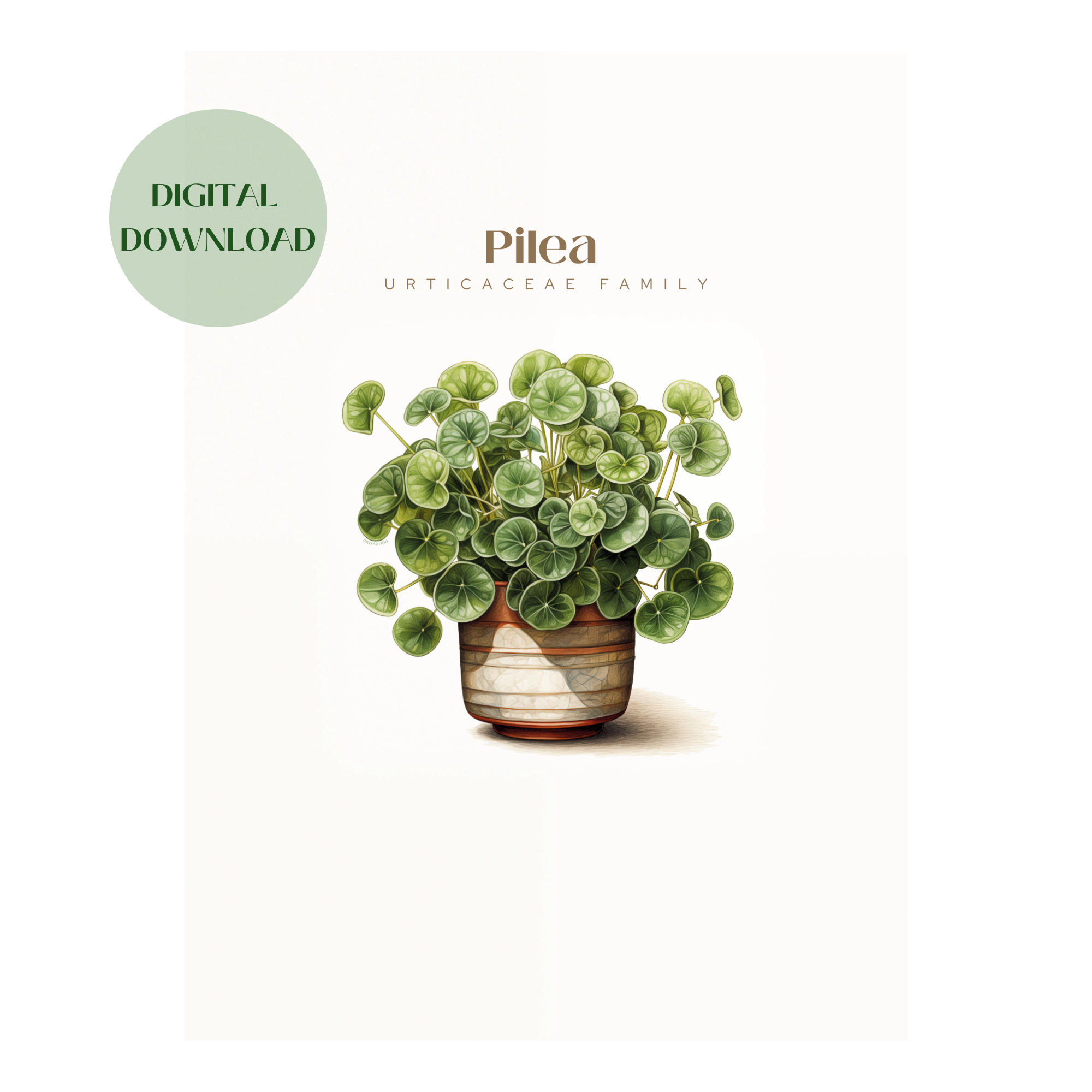 Pilea Plant Digital Art Download